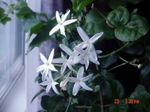 Jasminum totruosum