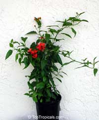 Flowering plant in pot