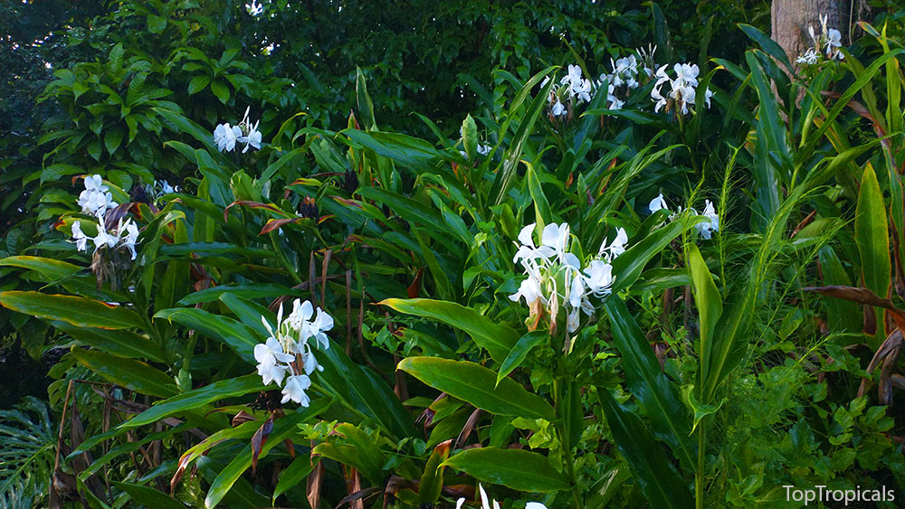 PeopleCats Garden - white butterfly ginger