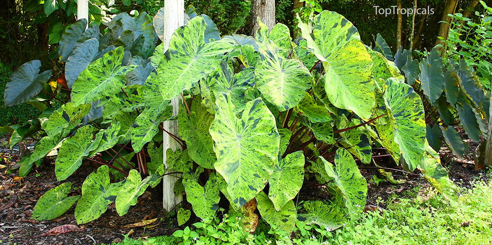 PeopleCats Garden - colocasias