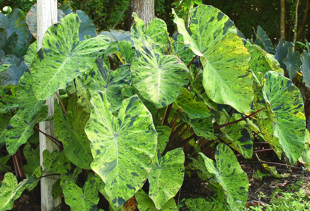 PeopleCats Garden - Colocasia Mojito