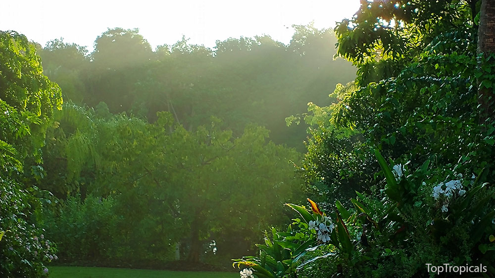 PeopleCats Garden - sun rays