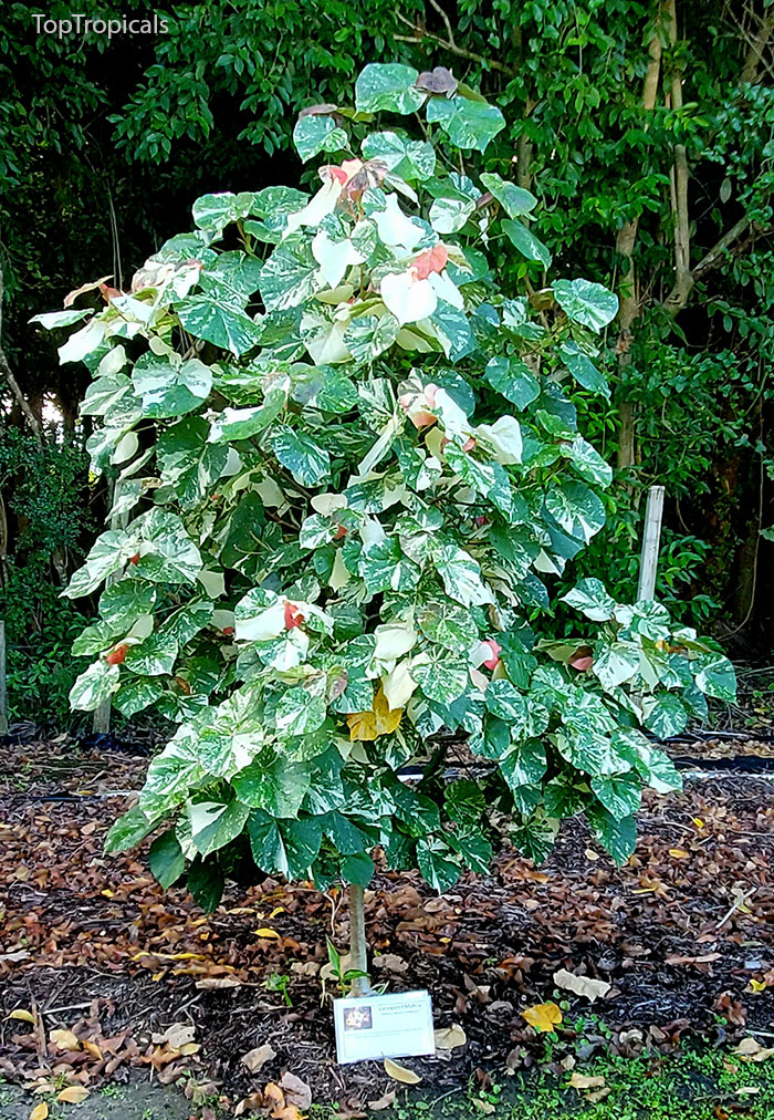 PeopleCats Garden - Variegated Mahoe