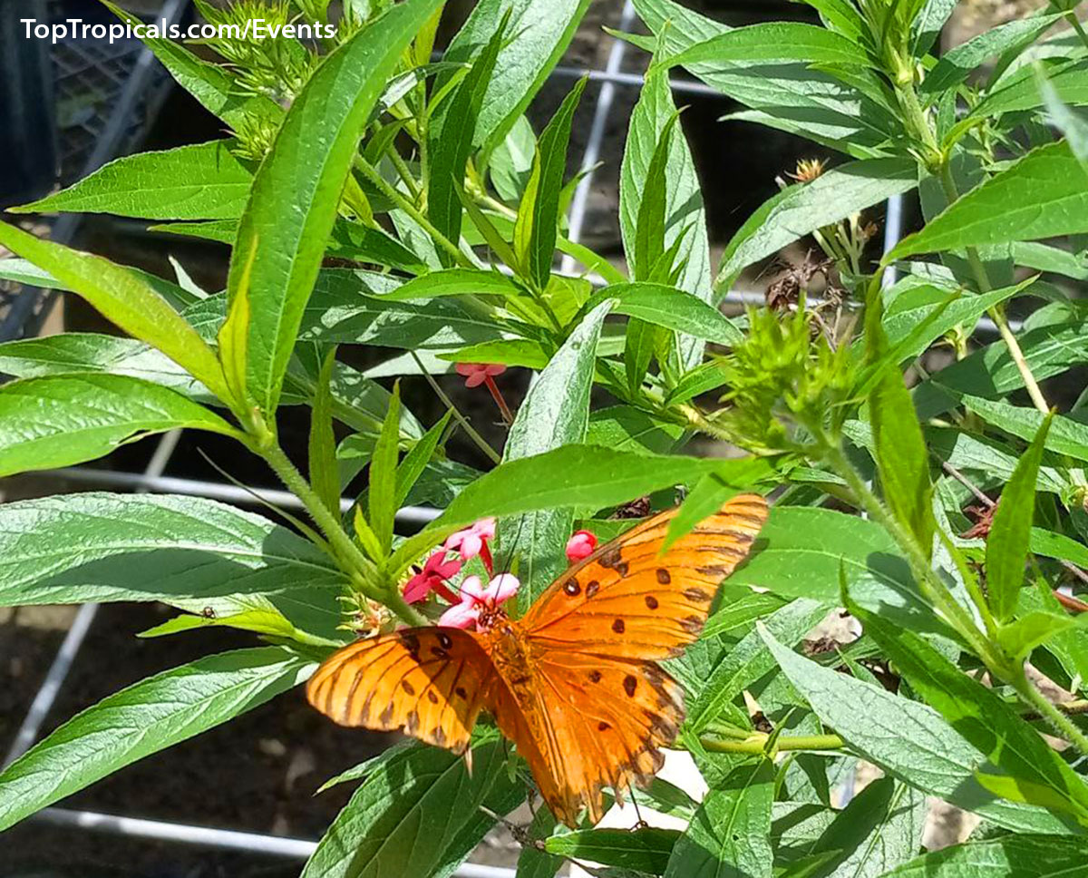 Top Tropicals Summer Plant Market Extravaganza