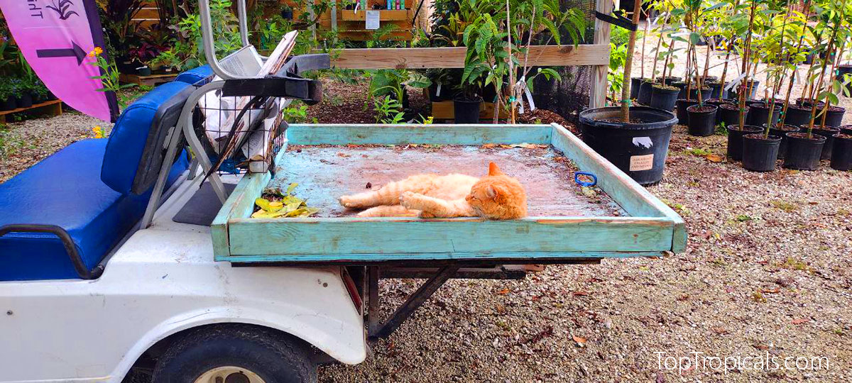 Top Tropicals Plant Festival cat in golf cart