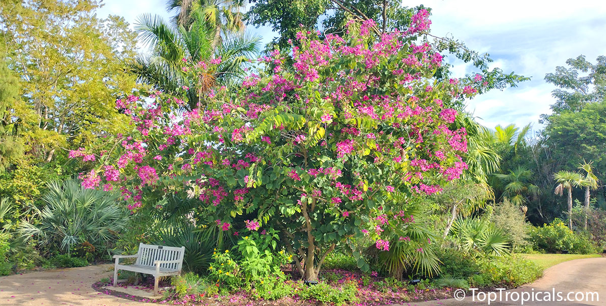 Bauhinia blakeana - Hong Kong Orchid in landscape