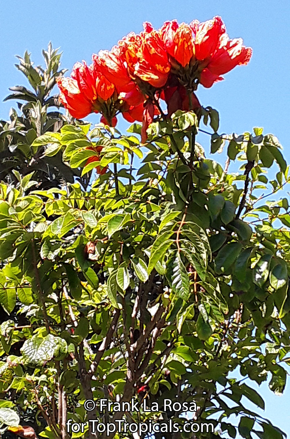 African tulip tree bloom