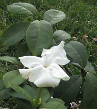 Brunfelsia lactea